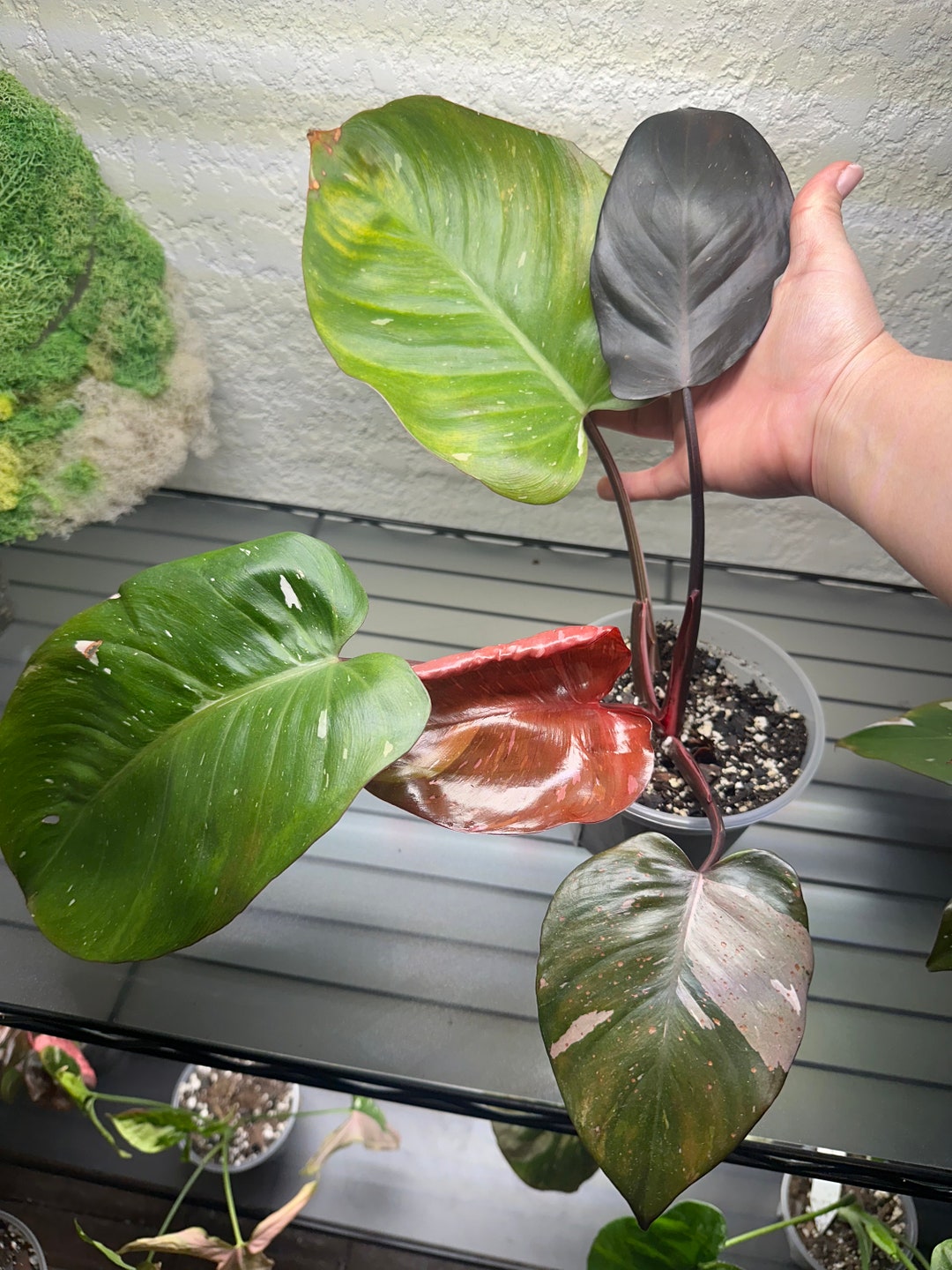 Philodendron Rd Anderson Philodendron Red Anderson - Etsy
