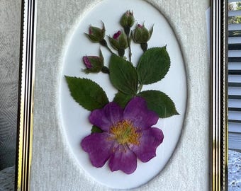 Pressed and Framed Prickly Prairie Rose Wildflower Bloom and Buds with Vintage Frame