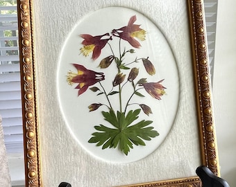 Geperste wilde bloemen akelei