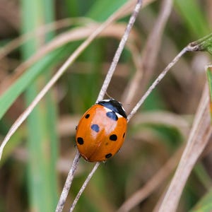 Stampa fotografica - Coccinella n. 02 / Arte premium / Fotografia naturalistica / Arredamento / Regalo