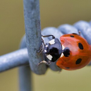 Stampa fotografica - Coccinella n. 01 / Arte premium / Fotografia naturalistica / Arredamento / Regalo
