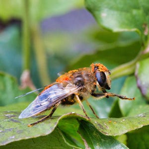 Puede incluir: Primer plano de una abeja con marcas naranjas y marrones en su cuerpo, posada sobre una hoja verde. La abeja tiene alas transparentes y está cubierta de polen.