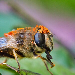 Puede incluir: Primer plano de una mosca con marcas naranjas y marrones en su cuerpo. La mosca tiene ojos grandes y oscuros y está posada en una hoja verde.