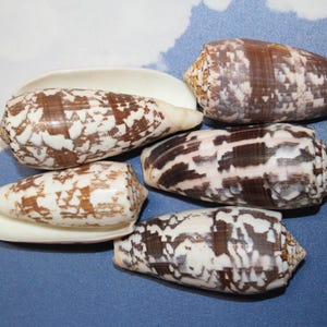 May include: Five cone-shaped seashells with brown and white patterns. The shells are arranged in a row on a blue surface.