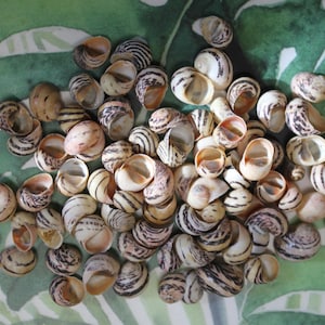 NERITA DUBIA, Yellow Stripes, Small Craft Seashells, Sailors Valentines, Jewelry Supply, Floral Supply, Mosaic Crafts, Custom Greeting Cards