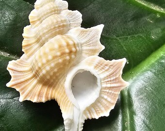 2-MAPLE LEAF Seashells,large Bi-plex Perca,specimen Quality