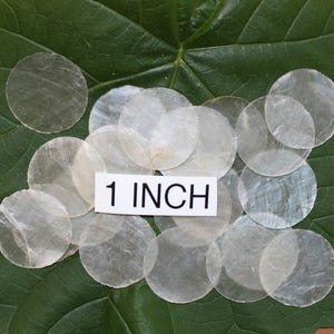 May include: A collection of translucent, circular objects, approximately 1 inch in diameter, are arranged on a large green leaf. A white card with the text "1 INCH" is placed among the circles.