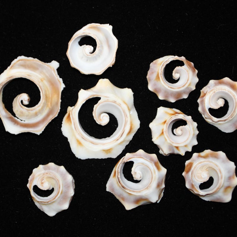 Sliced Shell - Etsy