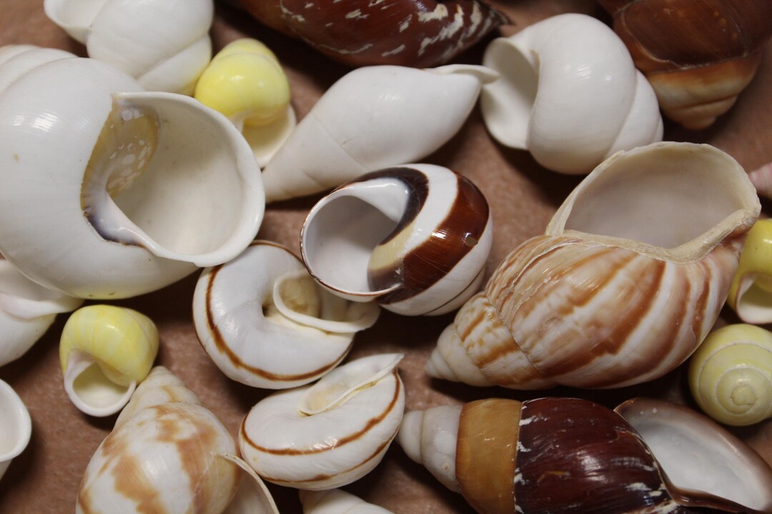 25 Land Snails,beach Decor, Wreath Supply,glass Bowl Display,craft ...