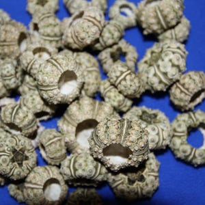 May include: A collection of sea urchin shells, showcasing a variety of sizes and textures. The shells are primarily off-white with subtle green and brown accents, and are arranged against a blue background. These natural, decorative items are ideal for crafting or coastal decor.