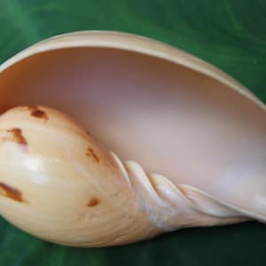 May include: A large, cream-colored seashell with brown spots, set against a green background. The shell has a smooth, pearlescent interior and a textured exterior, showcasing its natural beauty. The shell's shape is elongated and curved.