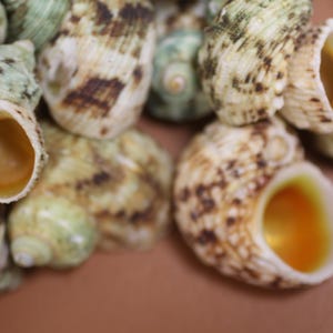 May include: A close-up of a group of seashells with brown and white markings. The shells have a natural, organic texture and are arranged in a pile.