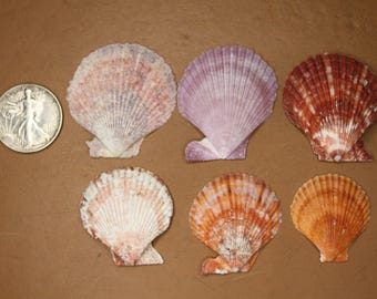 10- ASSORTED PECTEN Seashells,Sailors Valentines,Beach Art,Mosaics,Craft Fair Supply,Picture Frame Embellishments,Seashell Flowers, SS-217