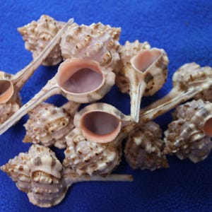 May include: A group of seashells with a pink interior and brown and white exterior. The shells have a long, thin, pointed shape.