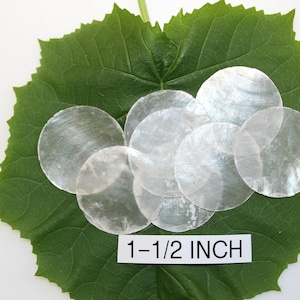 May include: A group of 7 white iridescent round shell pieces on a green leaf. The shells are 1-1/2 inches in diameter.