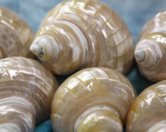 PEARLED TURBOS, Ribbed Seashells, Beach Wedding Decor, All Occasion Gift, Sailors Valentine, Beach Art, Decorative Shell Display, SS-508