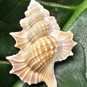 May include: A detailed close-up of a seashell with a cream and tan color scheme. The shell has a textured surface with ridges and small white dots. The shell is resting on a dark green leaf, creating a natural contrast.