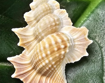 2-MAPLE LEAF Seashells,Large Bi-Plex Perca,Specimen Quality,Upscale Shell Crafts,All Occasion Gifts,Sailors Valentines,Collectibles,SS-590