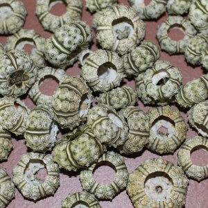 May include: A collection of sea urchin shells, showcasing a variety of shapes and textures. The shells are primarily off-white with green and brown accents, and feature intricate patterns. The image is a close-up, highlighting the natural details of the marine specimens.