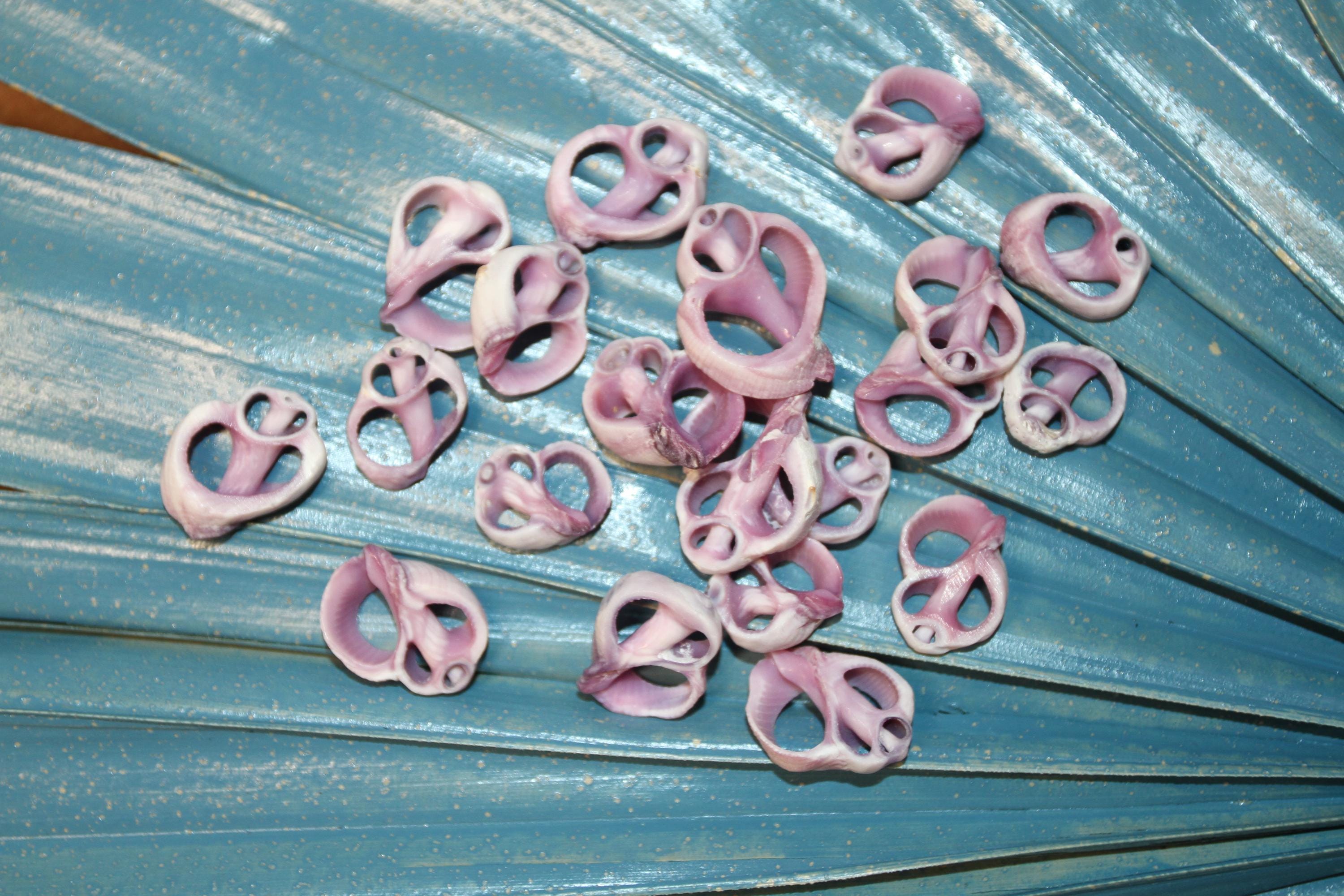 20- CEBU Seashell,center Cut Upscale Shell Craft Supply,jewelry Supply ...