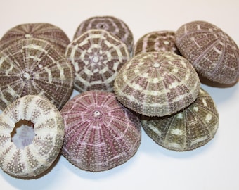 12-ALFONSO URCHINS,Gator Urchins,Air Plant Holder,Wedding Decor,Wreath Supply,All Occasion Gifts,Collectible,Teachers Aids,Beach Art, SS-02