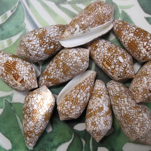 May include: A collection of 12 small, white and brown seashells with a patterned design. The shells are cone-shaped and have a smooth, glossy finish.