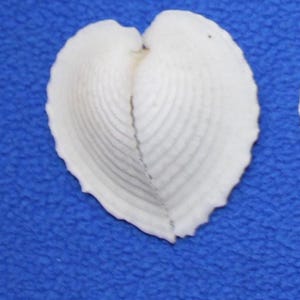 May include: A white seashell with a heart-like shape, featuring a ribbed texture. The shell is set against a blue background, highlighting its natural form and delicate details. This item is perfect for beach-themed decor.
