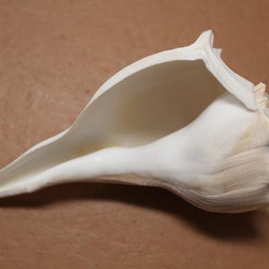 May include: A large, white conch shell with a smooth, glossy exterior and a wide, open interior. The shell has a natural, organic shape with a pointed end and a textured, ridged surface on the exterior. The shell is set against a brown background.