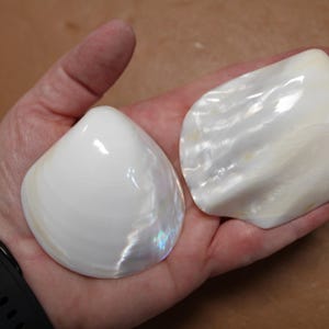 May include: Two pearlescent white seashells with iridescent highlights are held in a hand. The shells have a smooth, glossy surface and a natural, organic shape. The shells are a creamy white color.
