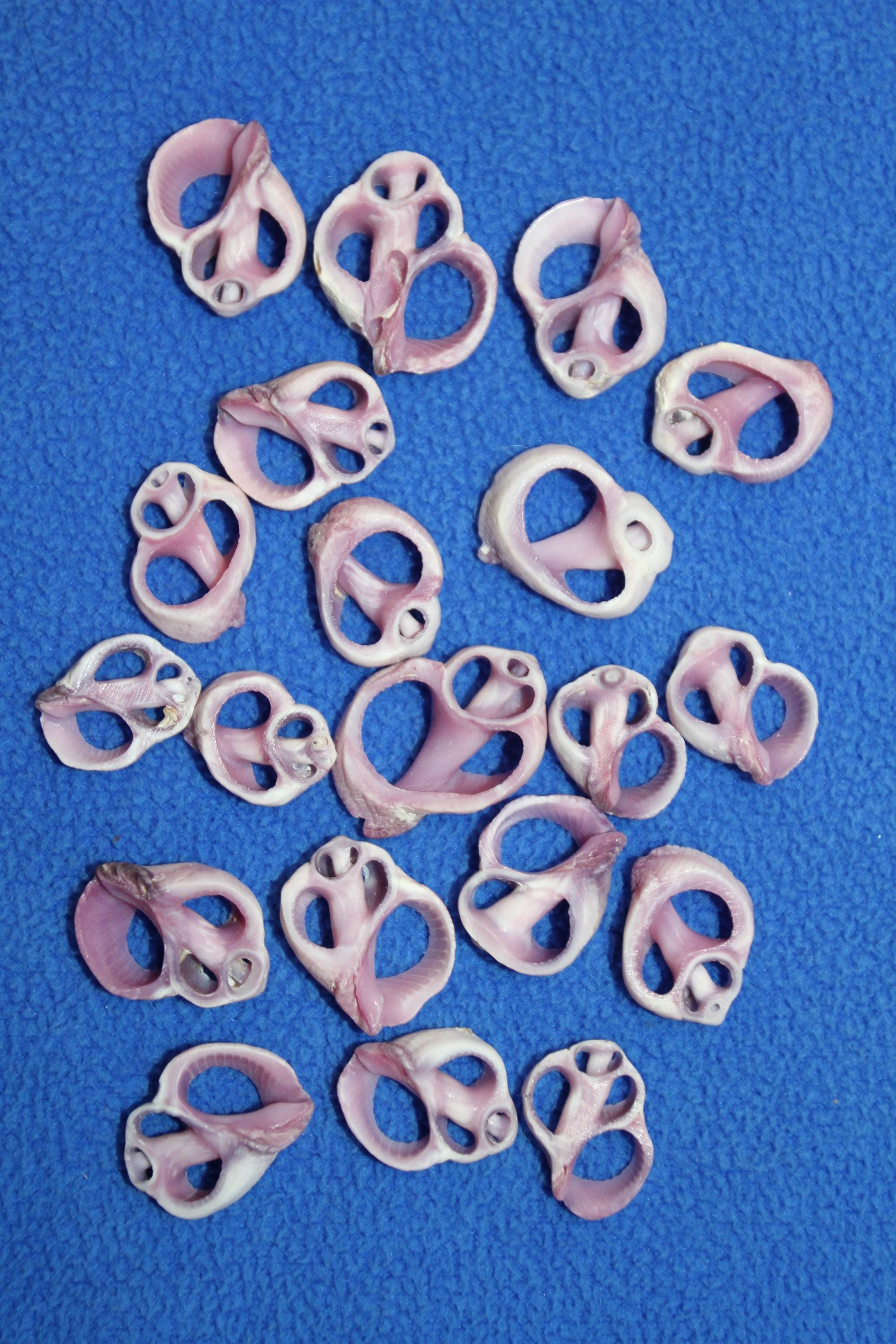 20- CEBU Seashell,center Cut Upscale Shell Craft Supply,mosaic Supply ...