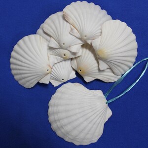 May include: A group of white seashells with a blue ribbon tied through the holes. The shells are arranged in a cluster, with the ribbon extending out to the side.