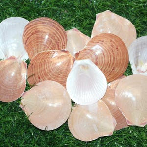 May include: A collection of various seashells in shades of brown, tan, and white, resting on a bed of green artificial grass. The shells vary in size and shape, showcasing natural textures and patterns.