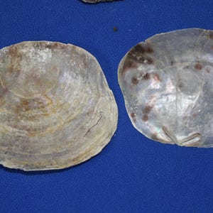 May include: Two large, iridescent seashells with a pearlescent sheen. The shells are a mix of beige, brown, and gray, with a textured surface. The shells are open, revealing their inner structure. The background is a solid blue.