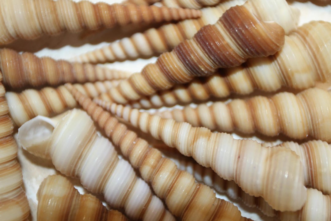Tulia Sea Shell 25-TURITELLA Seashells,large,good Points,beach Art,wreath Supply ...