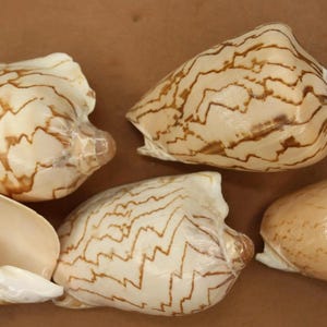 May include: Five seashells with brown and white patterns. The shells are smooth and have a glossy finish.