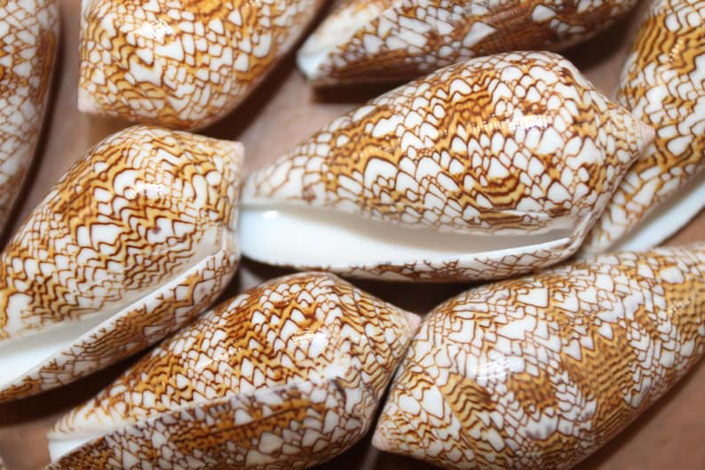 SMALL CONUS Textile Seashells, Bath Decor, Beach Art, Cone Seashells ...