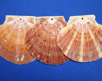 DRILLED SEASHELLS,Irish Flats,Sailors Valentines,Beach Art,Custom Wreath Supply,All Occasion Gift,Seashell Ornaments,Seaside Decor, SS-309