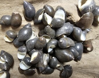 8 oz. NERITA COLUMBELLA,Sailors Valentines,Beach Art,Seashell Flowers,Mosaics,Shell Crafts,SS-480