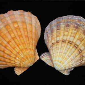 May include: Two scallop shells with a fan-like shape and a ribbed texture. The shells display a range of colors, including shades of orange, yellow, and brown. The shells are set against a black background.