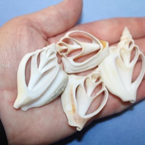 May include: Four intricately carved seashells in varying shapes and sizes, held in a hand. The shells are primarily off-white with subtle tan and gray accents. The background is a solid light blue.