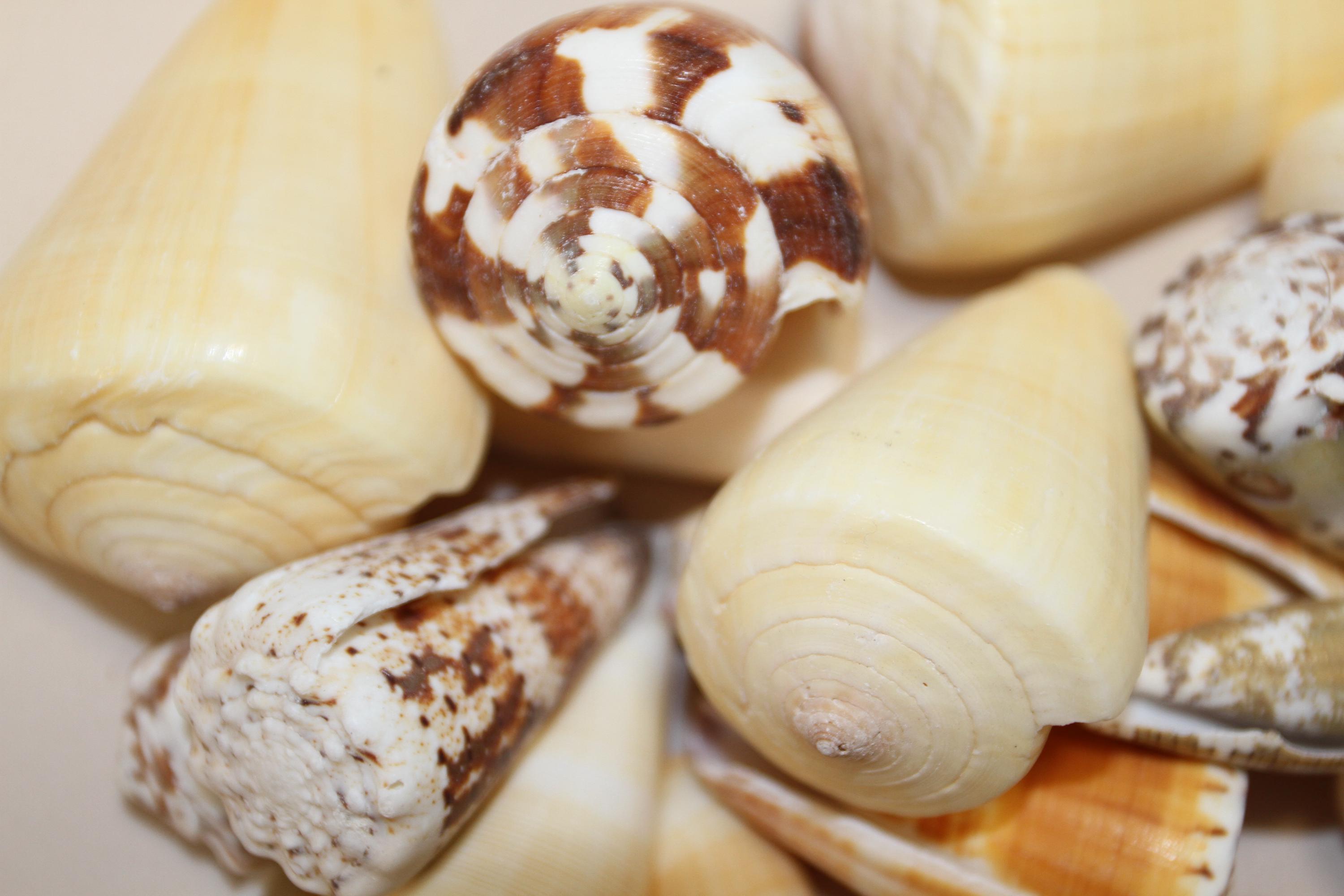 Seashells,assorted Large Cones,beach Art,teachers Aids,collectible ...