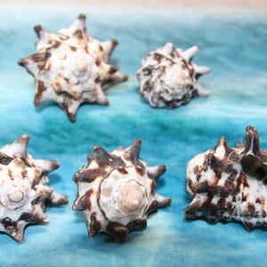 May include: Five white and brown spiky seashells are arranged on a blue and green surface. The shells have a textured appearance with dark brown markings. The shells vary in size and shape, showcasing natural variations.