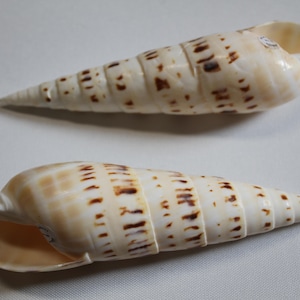May include: Two white seashells with brown markings. The shells are spiraled and have a pointed end.