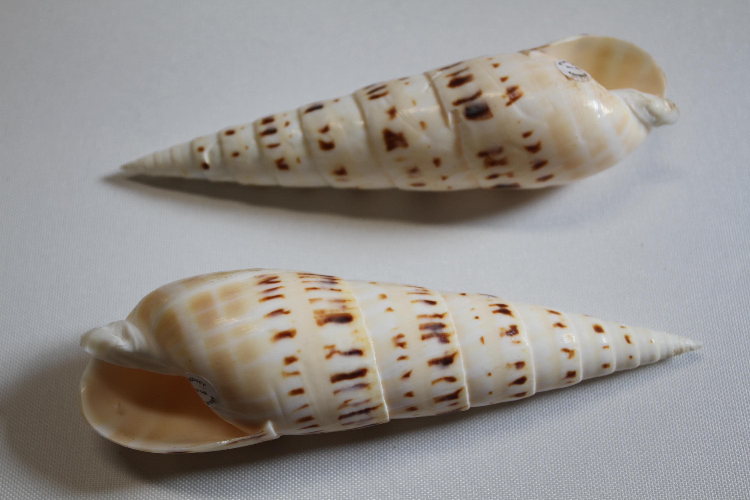 ルブラオーレア マクラタ TEREBRA MACULATA, Coastal Decor, Mothers Day Gift, Collectible