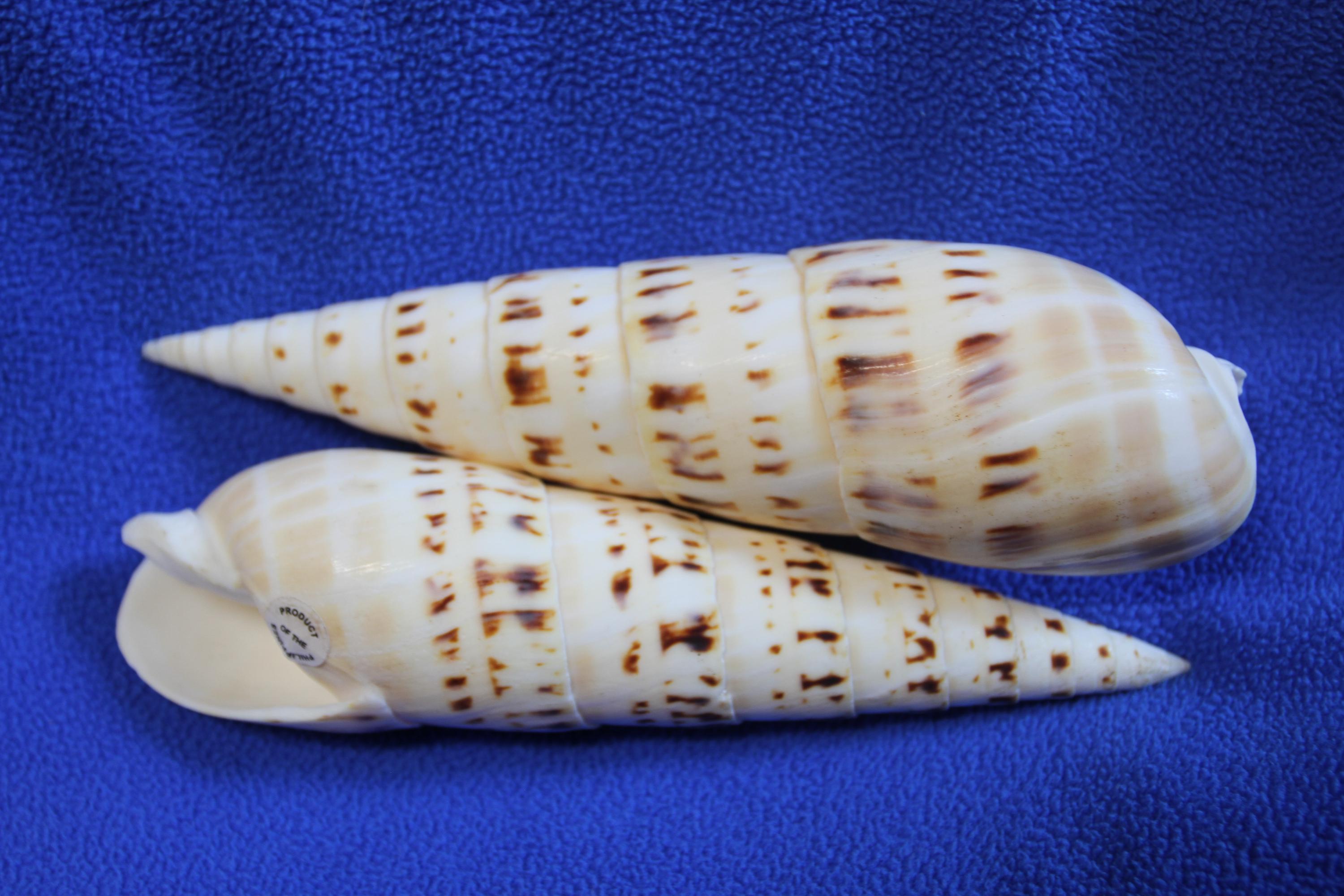 TEREBRA MACULATA, Coastal Decor, Mothers Day Gift, Collectible