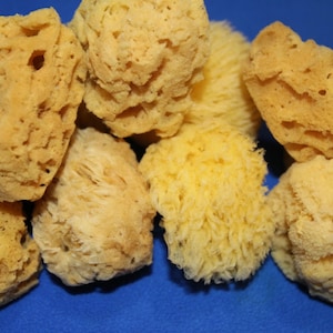 May include: A collection of natural sea sponges in various shapes and sizes. The sponges range in color from light yellow to tan, with a porous texture. They are piled together against a blue background.