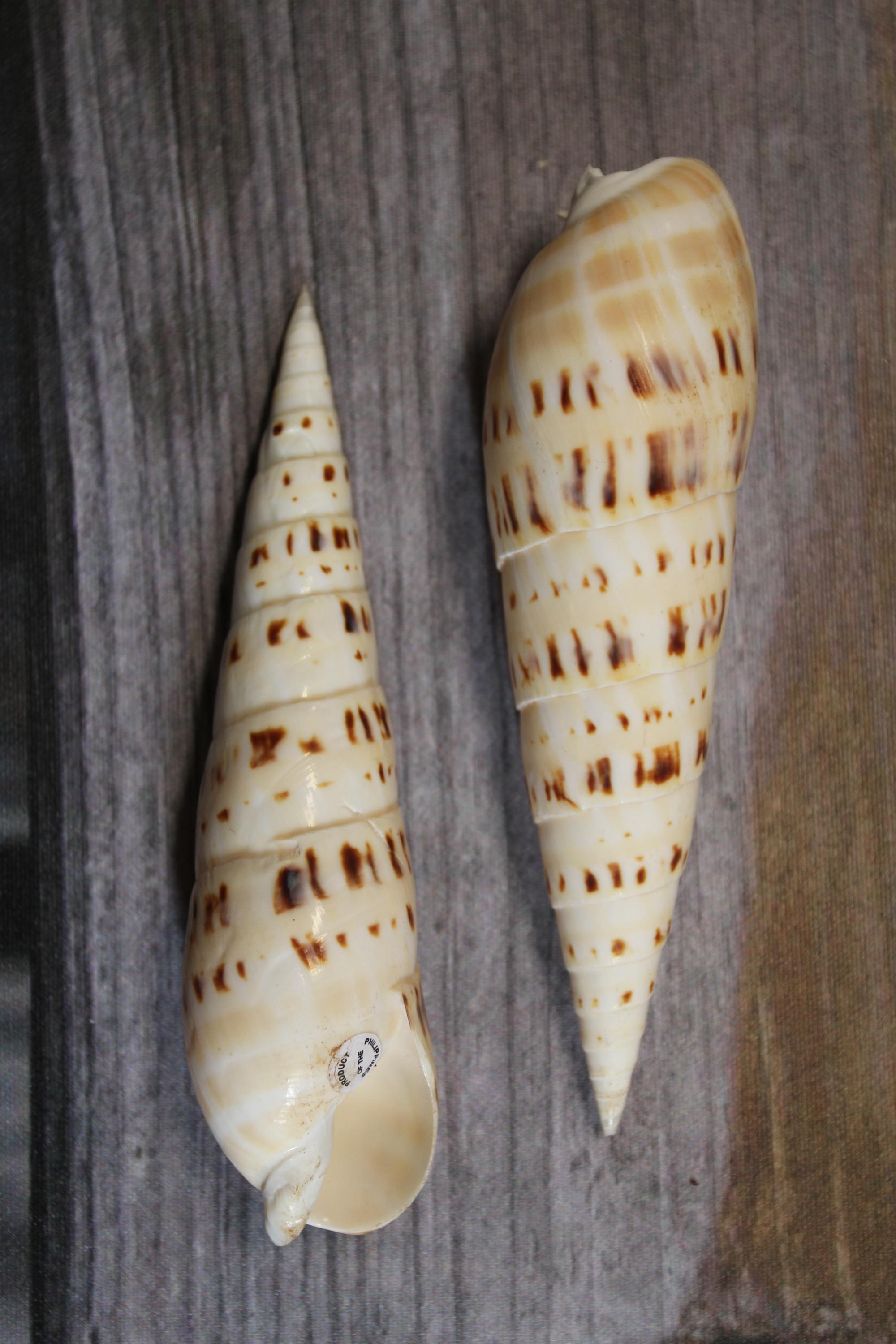 TEREBRA MACULATA, Coastal Decor, Mothers Day Gift, Collectible