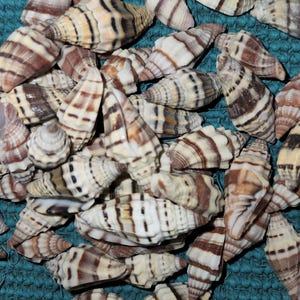 May include: A collection of seashells with brown and white stripes. The shells are arranged in a pile on a blue textured surface.