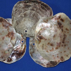 May include: A collection of iridescent seashells with brown and tan spots and a hole near the top. The shells are arranged on a blue background, showcasing their natural textures and colors.