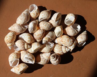 BABYLONIA ZEYLANDICA ,  Sailors Valentines,  Craft Supplies, Vase Fillers, Bath Decor, Florist Supply, Large Natural Seashells, SS-457